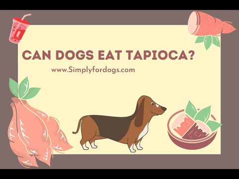 Can Dogs Eat Tapioca?
