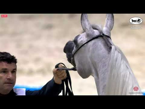 N 40 AJ KAYYA   Dubai International Arabian Horse Championship 2022   Fillies 2 years old Class 3