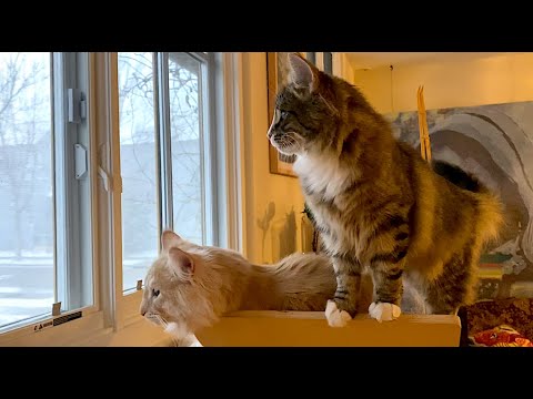 SKOGBERG CATTERY | NORWEGIAN FOREST CATS. Bjarne Trying To Decide If He Should Go Outside