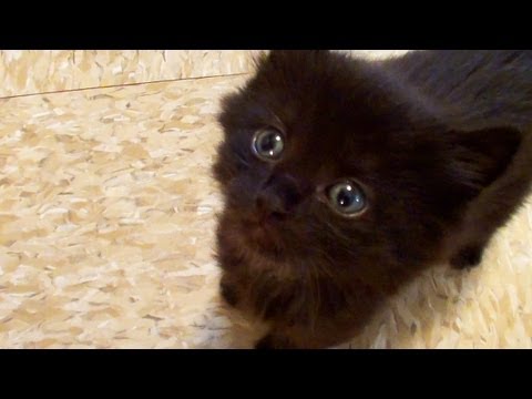 Titel: Kitten Fails