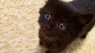 Black Kitten FAILs at some things but succeeds in being extremely cute while doing them