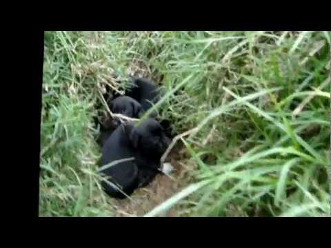 perritos sin dueño 2