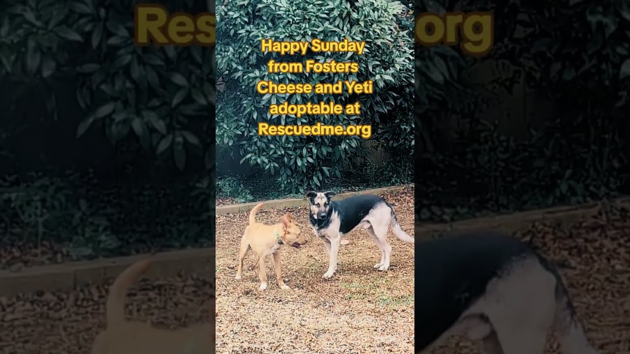 Enlarge Cheese, a ADOPTABLE mixed breed in Charlotte, NC video 1/5