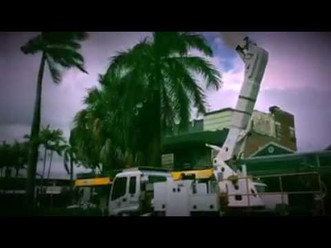 Star 101.9 Palm tree cleaning Mackay Sydney Street