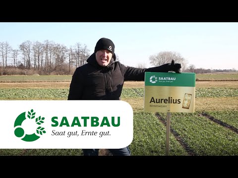 WW Bestandesführung je nach Vorfrucht 2023 – neue Sorten Artimus, SU Habanero – wie führen?