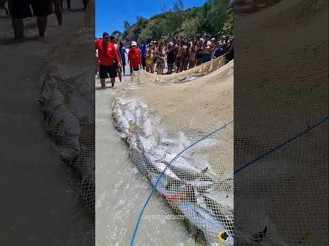 🚀 FARTURA de BONITO na Praia Grande em Arraial do Cabo RJ Brasil. 🇧🇷 #shorts