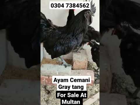 , title : 'Ayam Cemani F1 Breed Hens For Sale At Multan #hens'
