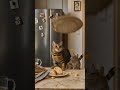 Cat Vs Mouse Kitchen Wars Cat Mouse Fight Kitchen