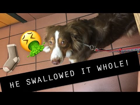 YouTube video about: What happens if a dog eats a pad?