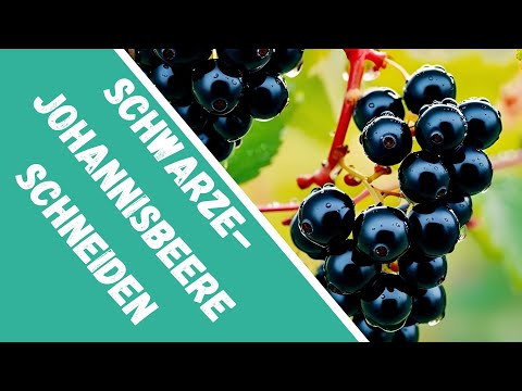 Cutting black currants / Cutting stories from the permaculture garden