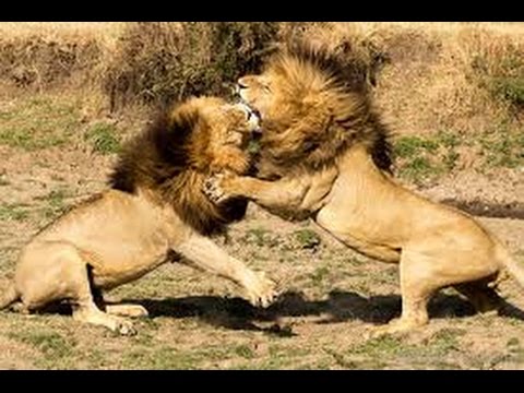 Dangerous fight between Lions and Dogs
