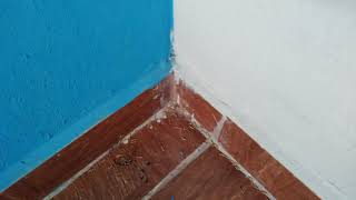 PLAGA DE GUSANOS EN MI CUARTO