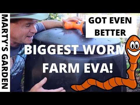 BIGGEST WORM FARM EVA "JUST GOT BETTER"