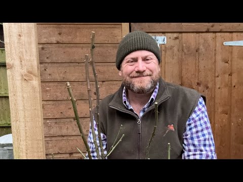 Rose pruning revisited