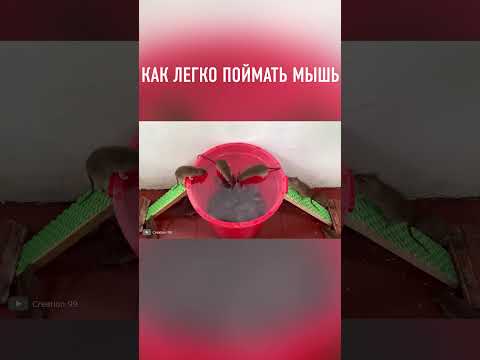 , title : 'Простая ЛОВУШКА Для Мышей #shorts'