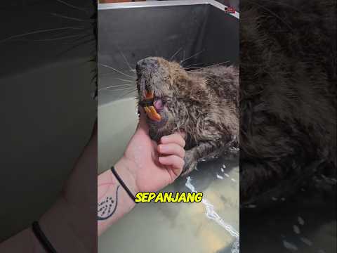 Jangan usir hewan ini saat mengunyah kayu!