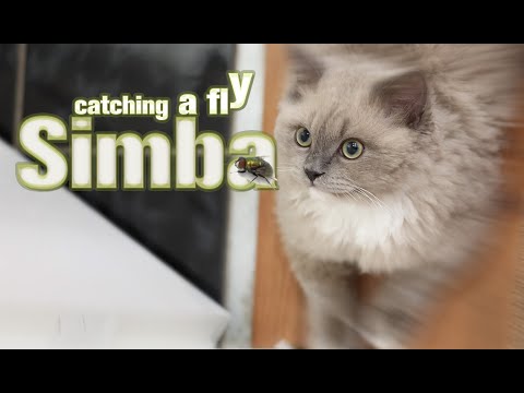 Simba Catching a Fly (FULL COMEDY)