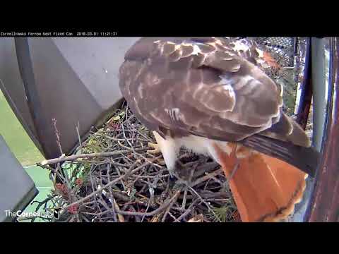 Male Red-tail Delivers Second Chipmunk Of The Day – Mar 1, 2018
