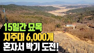 15일간 묘목 지주용 고춧대 6,000개 혼자 박기 도전  | 나무대…