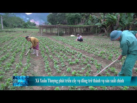 Xã Xuân Thượng phát triển cây vụ đông trở thành vụ sản xuất chính