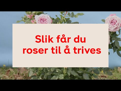 , title : 'Slik får du roser til å trives'