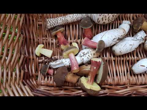 Der Bayern Sondler Teil 135 - Hartnäckigkeit zahlt sich aus