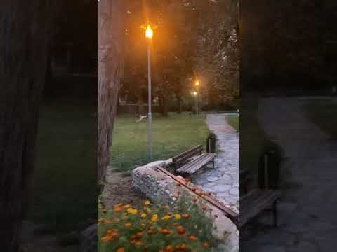 A great afternoon with a street starving Karakachan dog in Bulgaria