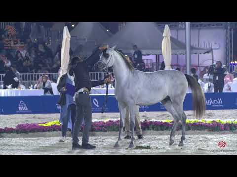 N 99 EKRAM AL KHALED   Asharqia Arabian Horse Classic 2020   Fillies 2 Years Old Class 2C
