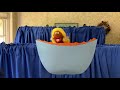 WRL Puppets: I Feel Crazy So I Jump in the Soup