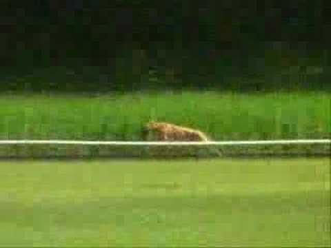 Training 18-05-2008 H1 490m Harley