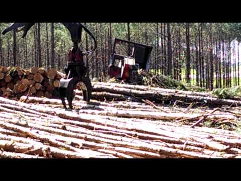 Logging Delimbing Pulp Wood With 384 Prentice