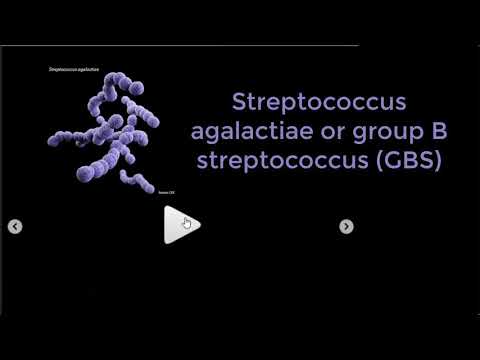 Streptococcus agalactiae or group B streptococcus (GBS)