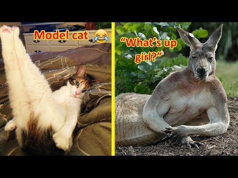 Animals Who Pose For The Camera Like Pros Video