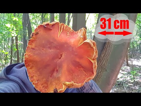 Vrganj 31 cm Prečnik - Kao Satelitska Antena