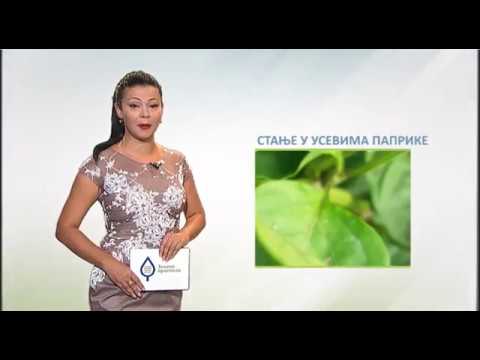 Zelena prognoza, 10.8.2017. - O štetočinama u usevima paprike