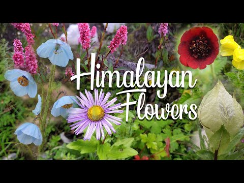 What flowers inside Valley of Flowers?? | Wild Himalayan Flowers