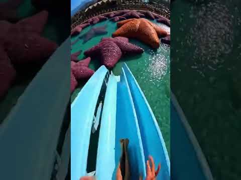 Waterslide into pool full of giant fish #funny #memes