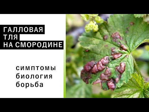 ГАЛЛОВАЯ ТЛЯ НА СМОРОДИНЕ: симптомы, методы борьбы, биология