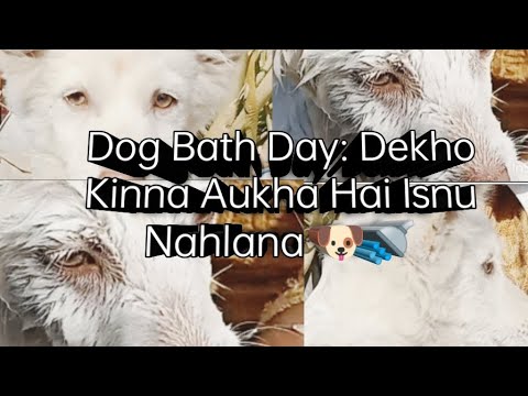 Dog Bath Day: Look how cute this dog is🐶🚿#dogbath