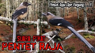 Download lagu Suara Pikat Pentet Raja. Ekor Panjang. mp3