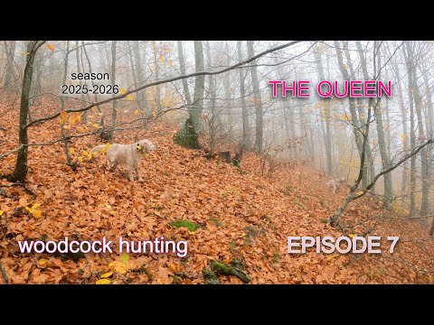 THE QUEEN - EP.7 / Κυνήγι Μπεκάτσας /Woodcock Hunting /Caccia alla Beccaccia /Çulluk Avı [2025-2026]