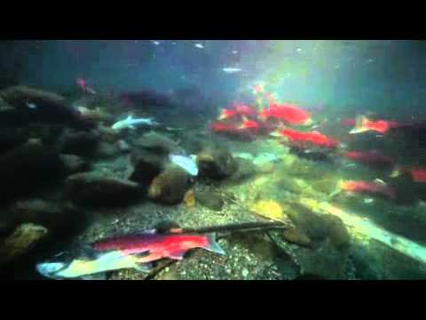 John Eastcott And Yva Momatiuk