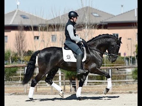 POETA DE SUSAETA - Top quality Spanish stallion available for breeding.