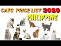 CAT'S PRICE LIST IN THE PHILIPPINE  2020 / PRESYO NG PUSA SA PILIPINAS 2020