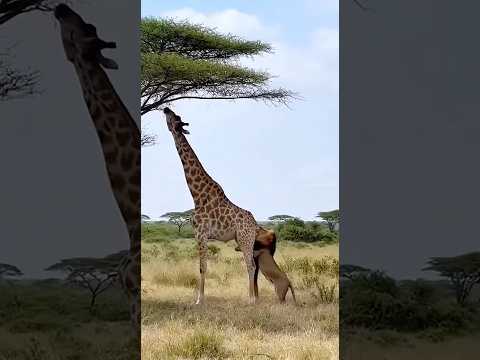 How will the giraffe deal with this mischievous lion? 🦒🦁❓ 기린은 이 말썽꾸러기 사자를 어떻게 상대할까? #giraffe #danger