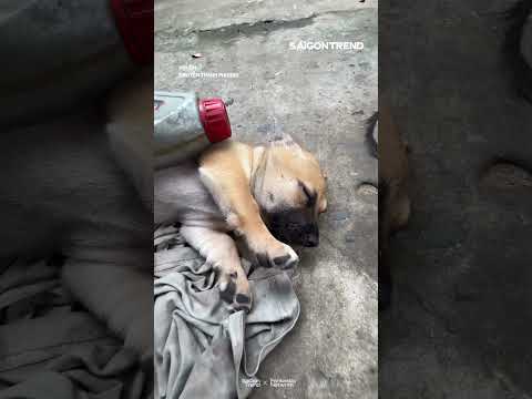 Mới tí tuổi đầu đã bị bóng đè rồi 😂