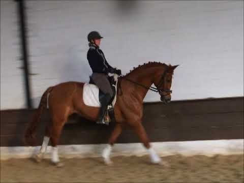 ROYAL CARIBEAN 7j. v. Royal Classic - Rotspon -for sale-