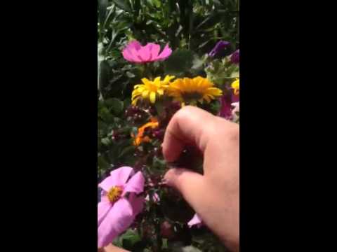 Chetana's garden - a 7 year olds perspective on flowers