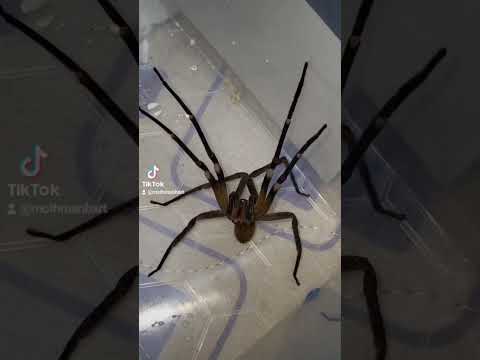 Brazilian WANDERING Spider