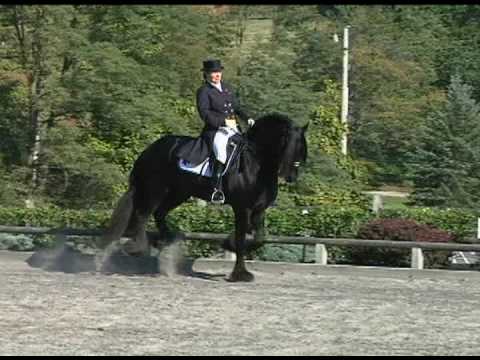 Friesian Stallion - Dressage - Teade 392 Approved KFPS